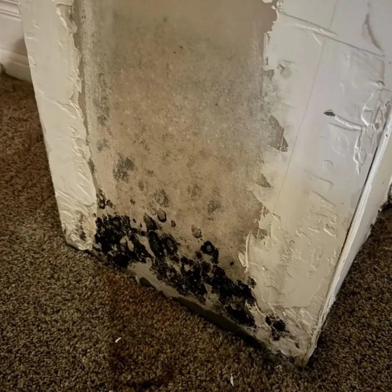 Professional Mold Removal in Northfield, VT